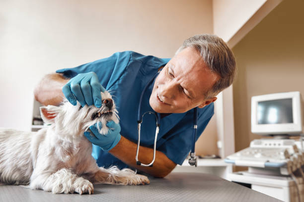 Best Emergency Wisdom Teeth Removal in Vinton, IA